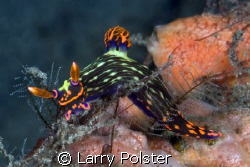 Nudi at Dumageute, D300, 105VR by Larry Polster 